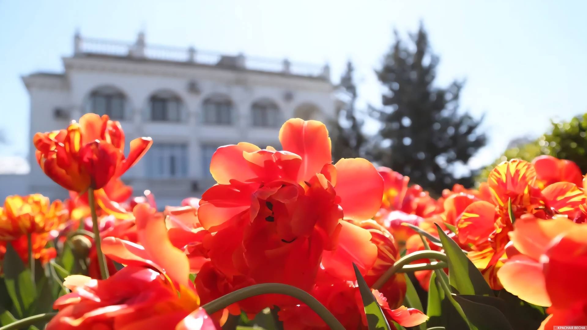 Тюльпаны в Севастополе 