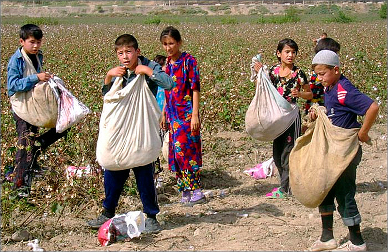 Узбекского школьник. Детский труд в Узбекистане. Дети на полях хлопка Узбекистан. Детский труд в Узбекистане хлопок. Эксплуатация детского труда.