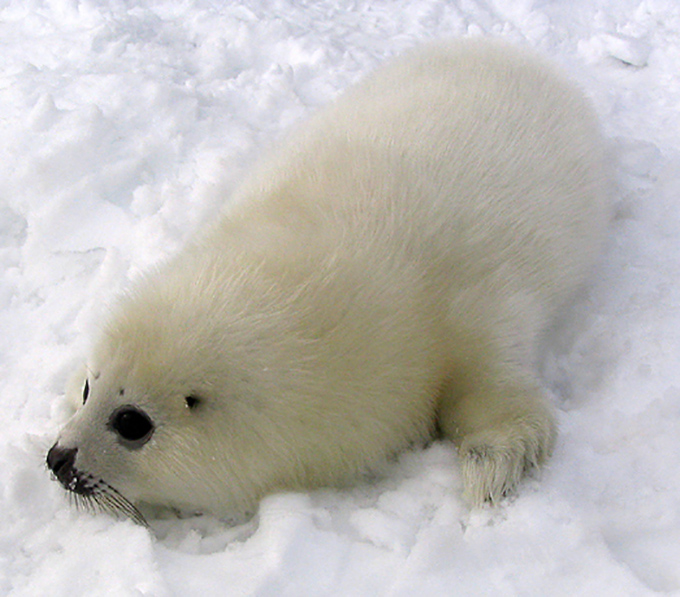 Белёк - детеныш гренландского тюленя