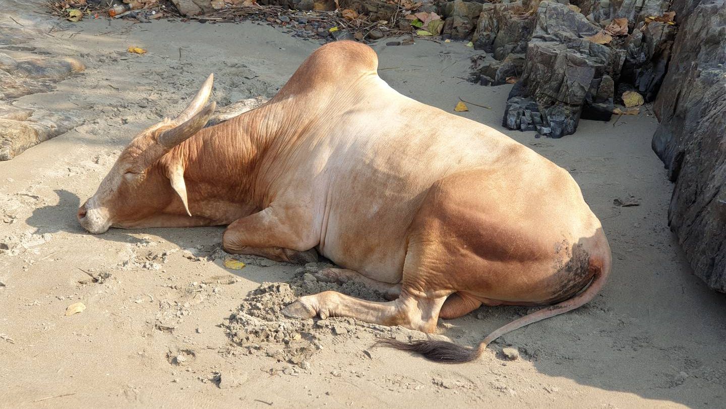 Священная корова. Индия. 03.02.2019