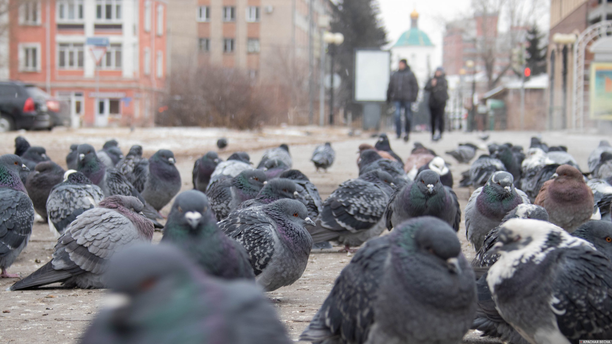 Голуби греются у колодца