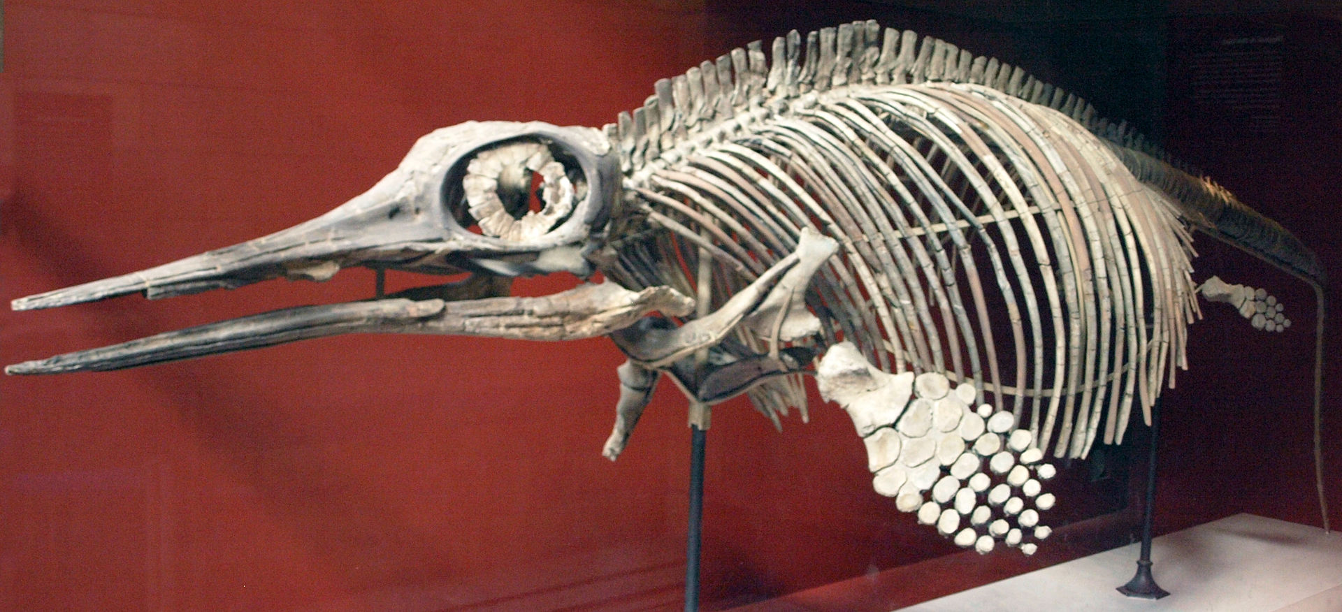 Скелет Ихтиозавра. Музей естествознания в Лондоне