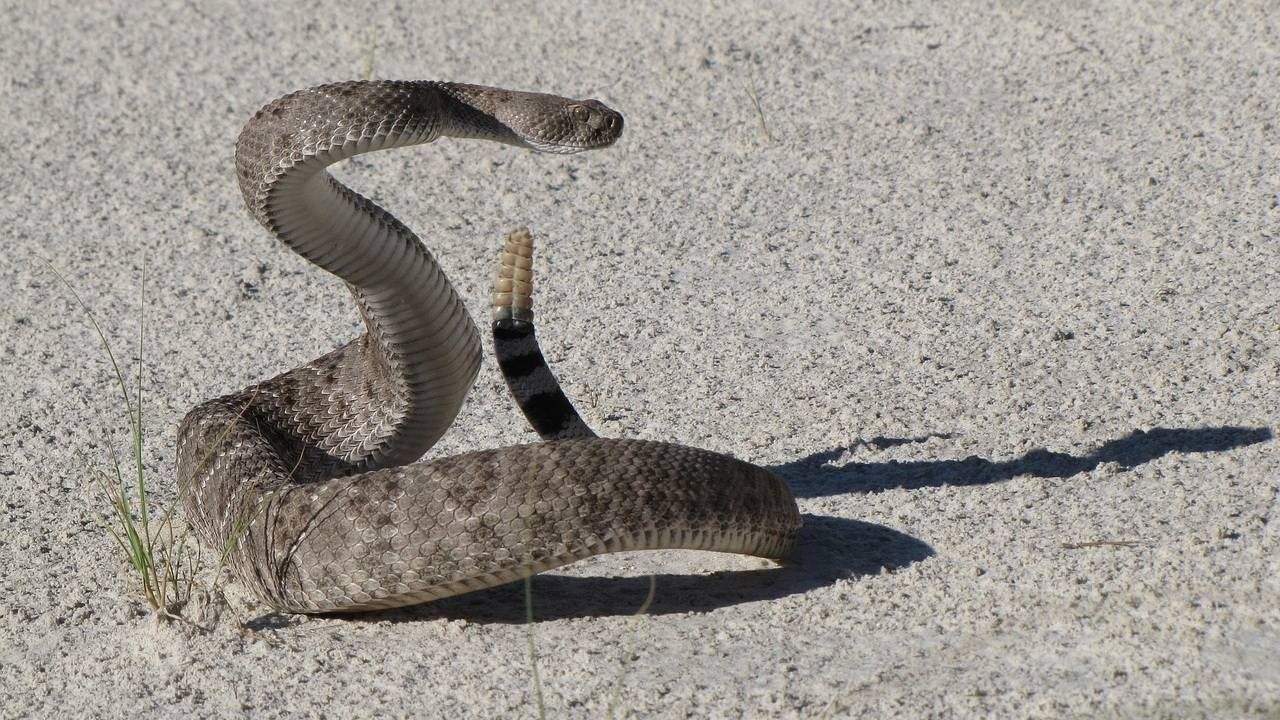 Гремучая змея