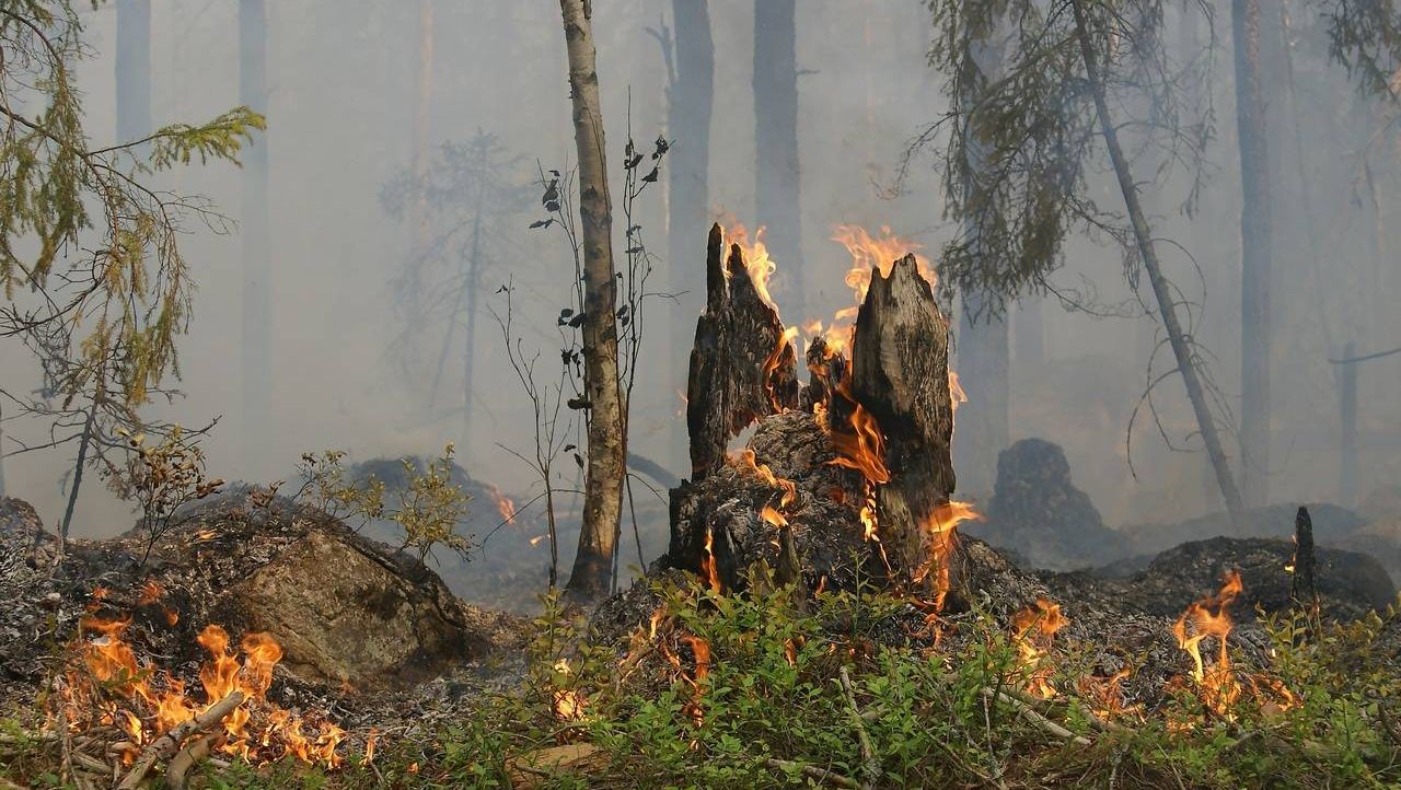 Лесной пожар пень огонь лес дым