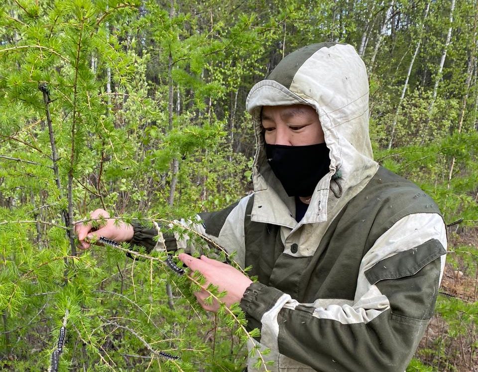 Обследование лесов Якутии пораженных сибирским шелкопрядом