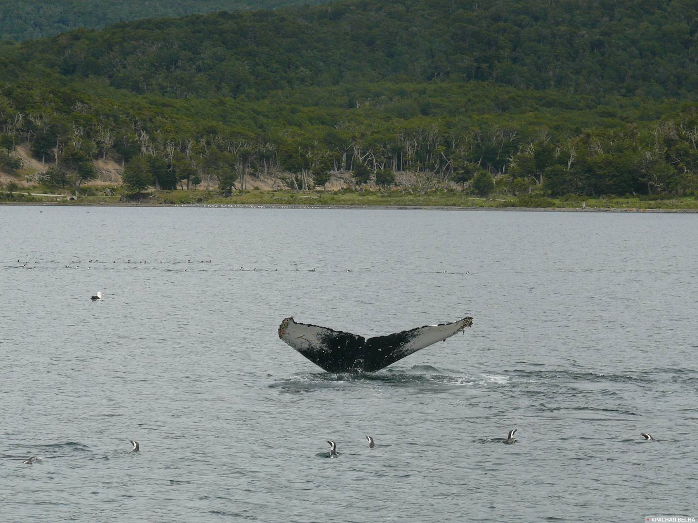 горбатый кит