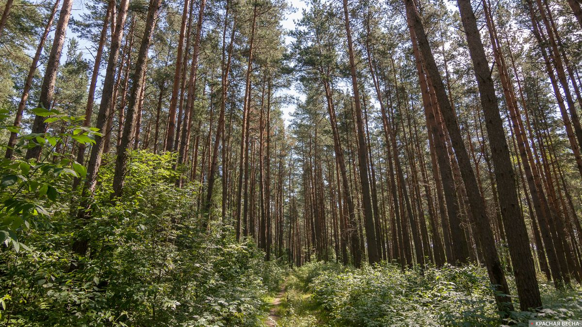 Лес на границе Белоруссии и Литвы
