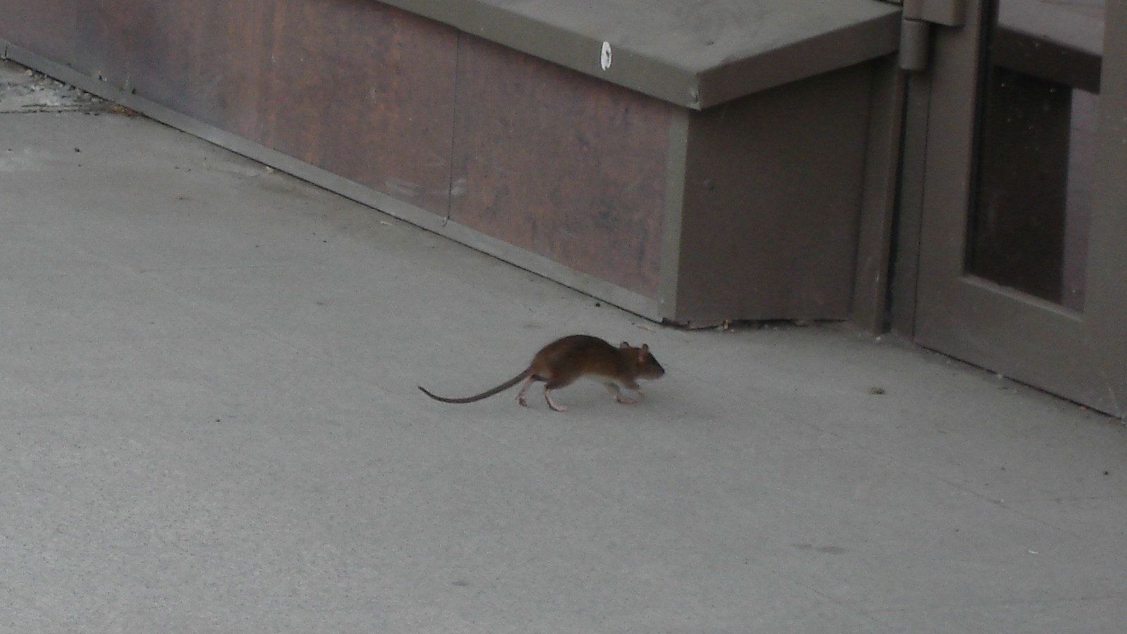 Крыса переносчик опасных инфекций