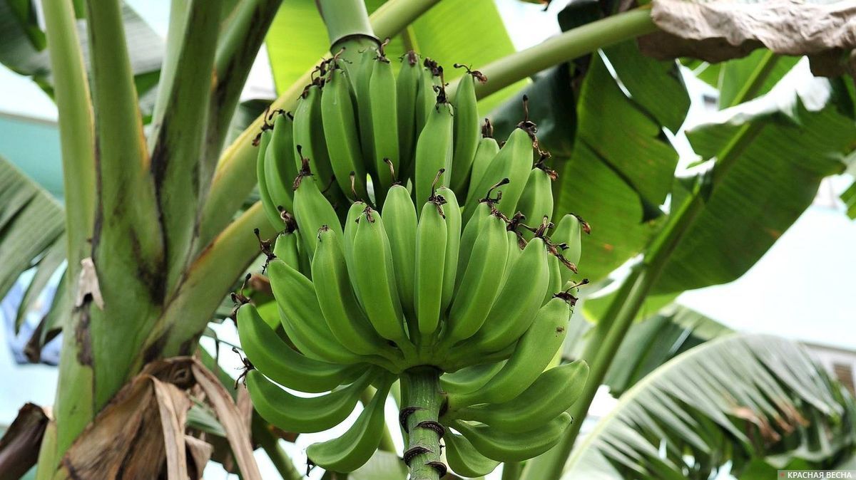 Плоды банана