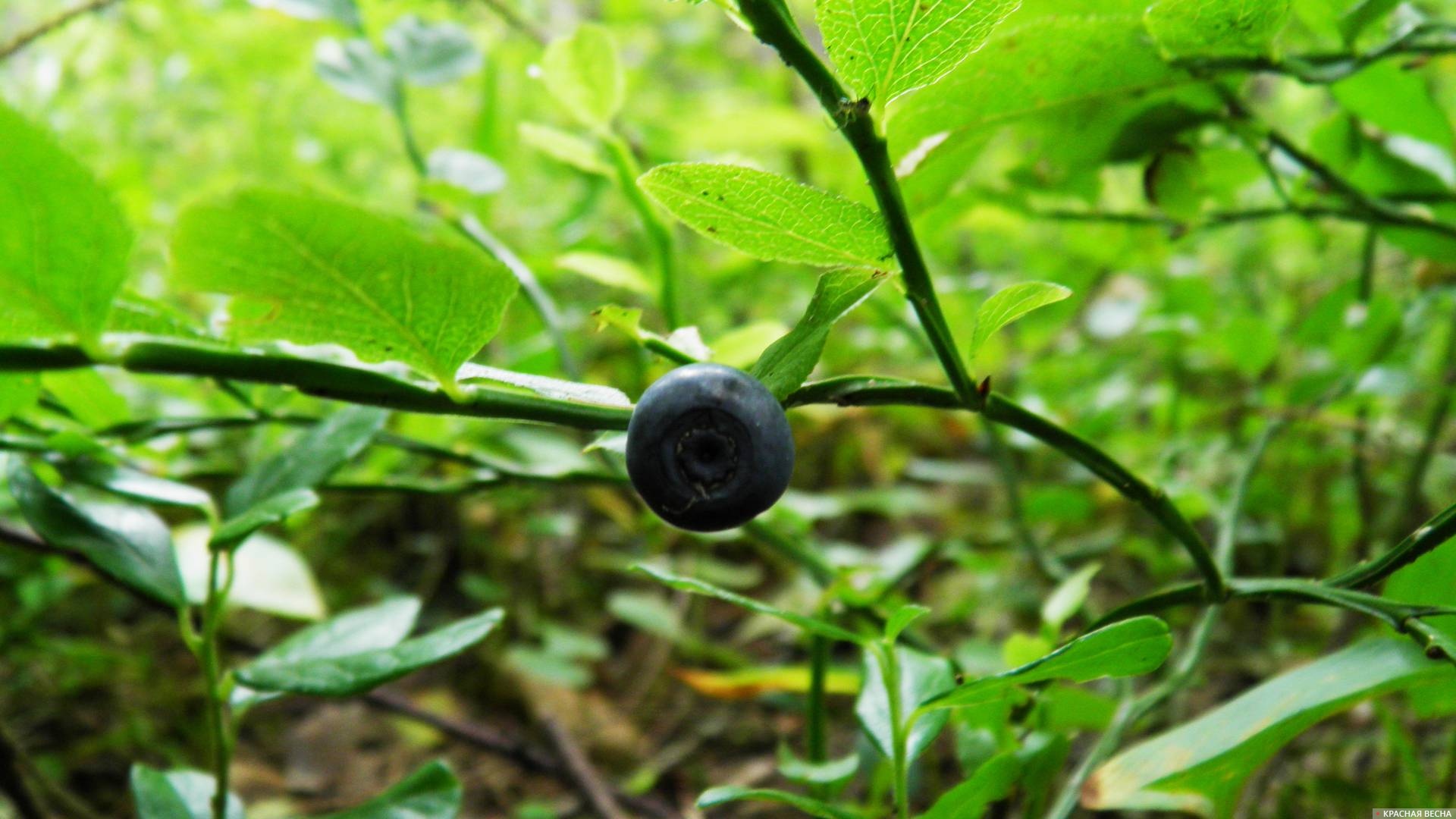 Лесные ягоды истоптанные дитя. Черные ягоды в лесу