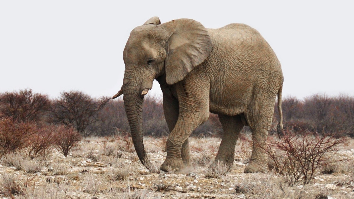 В Мозамбике выросла популяция слонов