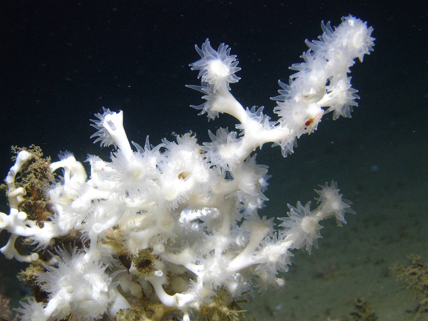 Коралловый полип Lophelia pertusa, размножающийся почкованием