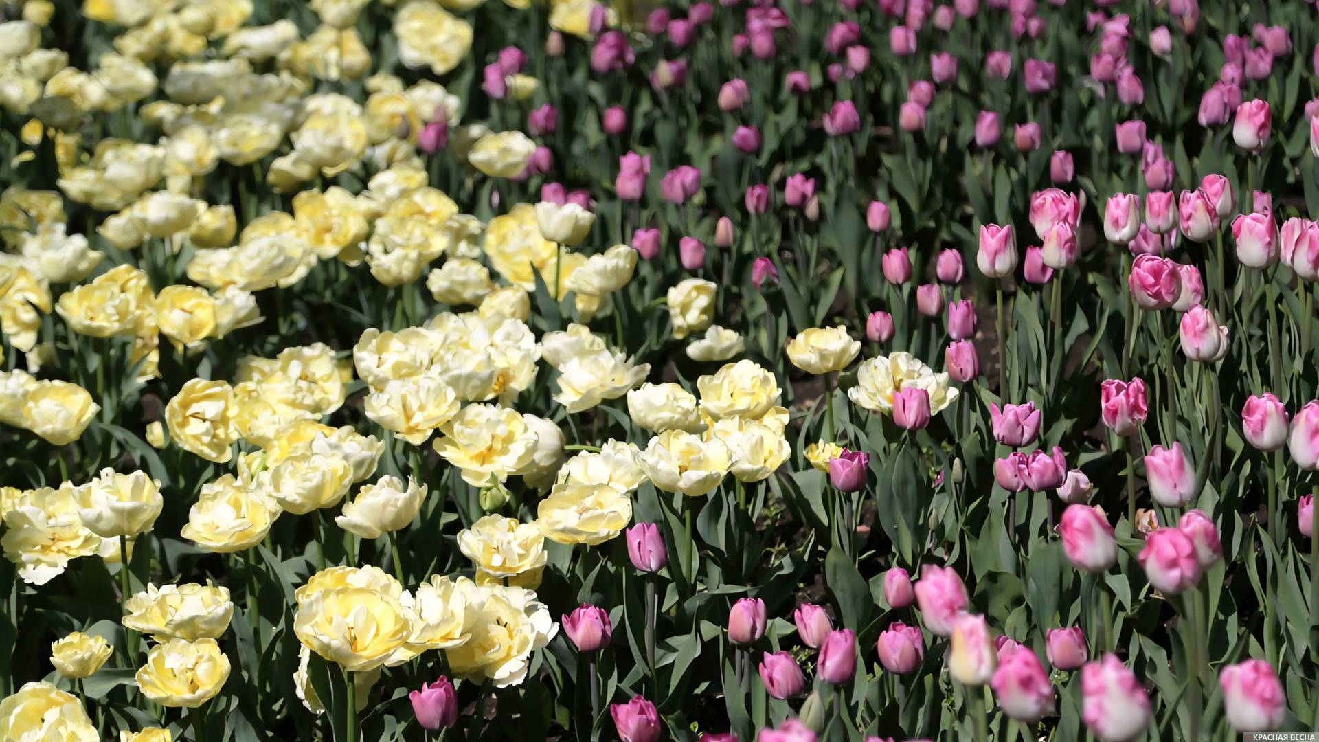 Тюльпаны в Севастополе 