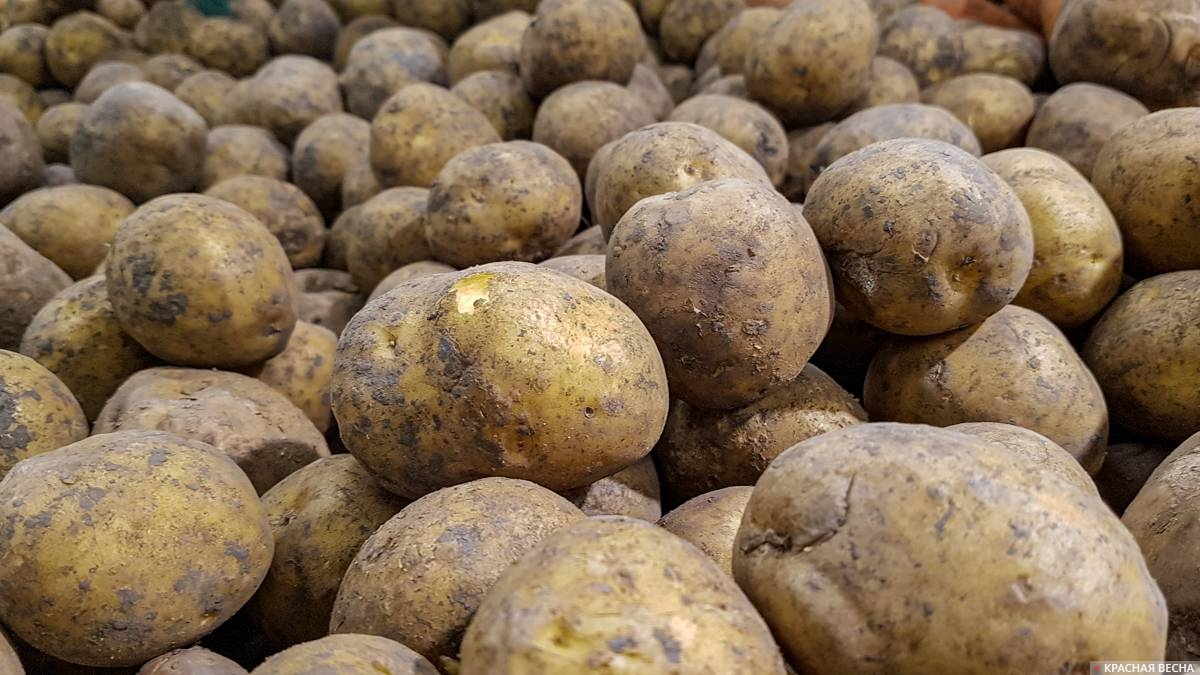 Картофель великан описание сорта. Картошка в Таджикистане. Тонна картофеля. Битый картофель. Фестиваль картофеля в Таджикистане.