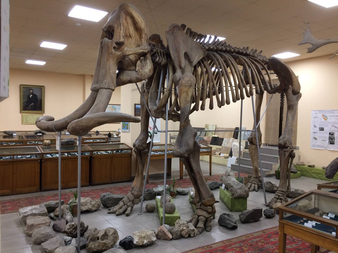Скелет степного мамонта в Геологическом музее ИГН НАН РА