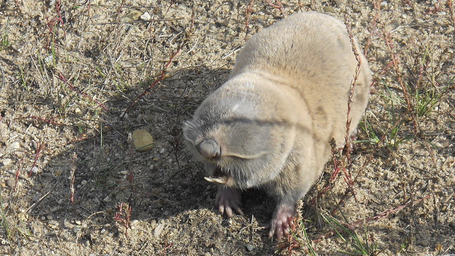 Слепыш (Spalax microphthalmus)