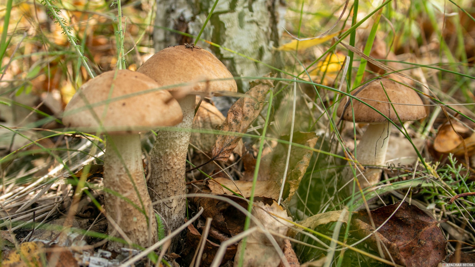 Грибы в лесу