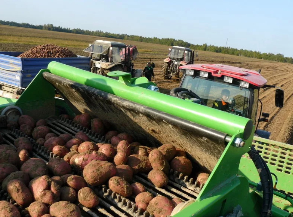 Уборка картофеля в Тверской области