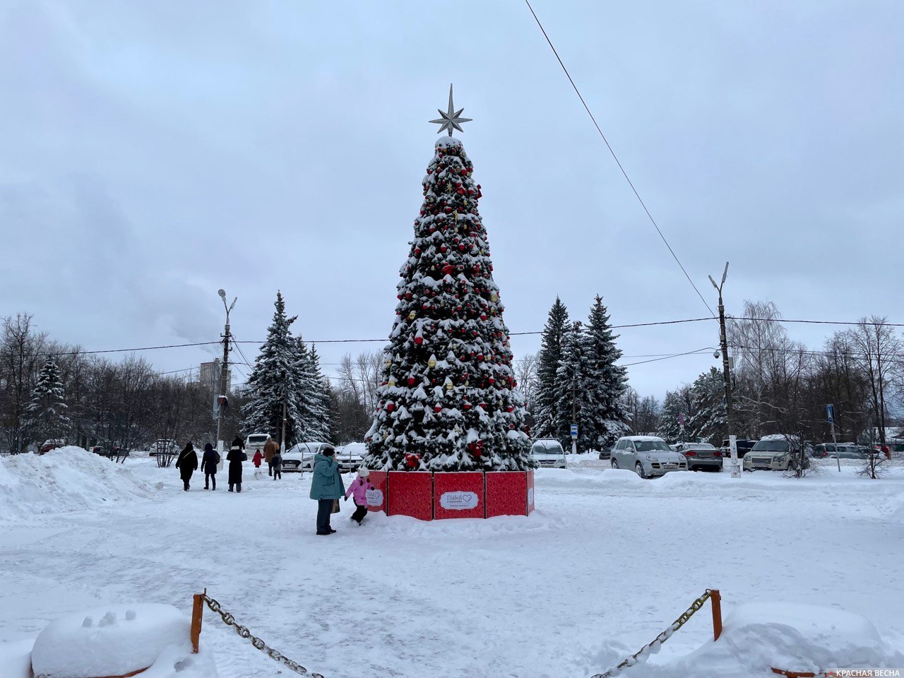 Ель в Коломне. Московская область