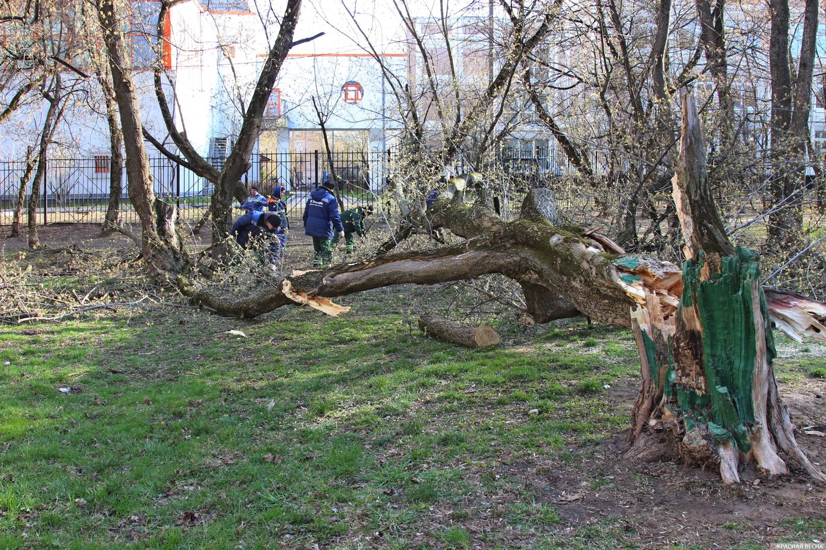Бригада рабочих ЖКХ убирает огромное дерево
