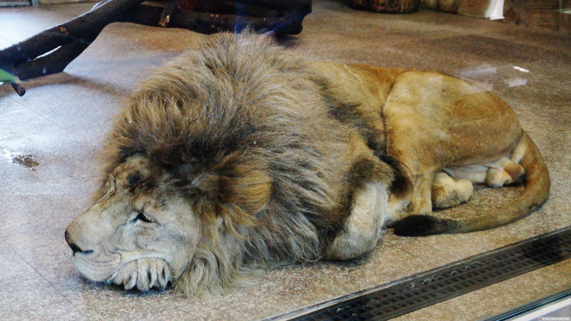 Лев