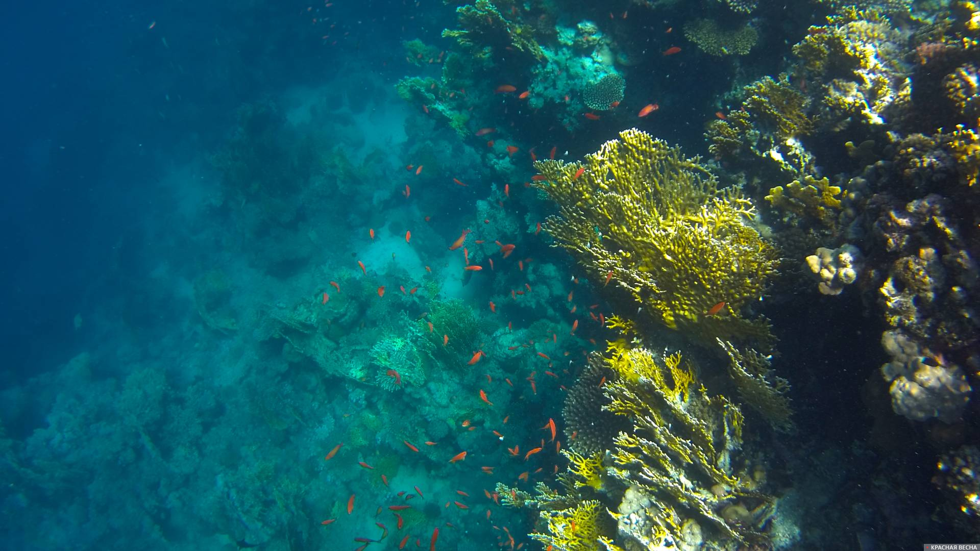 Коралловый риф. Египет