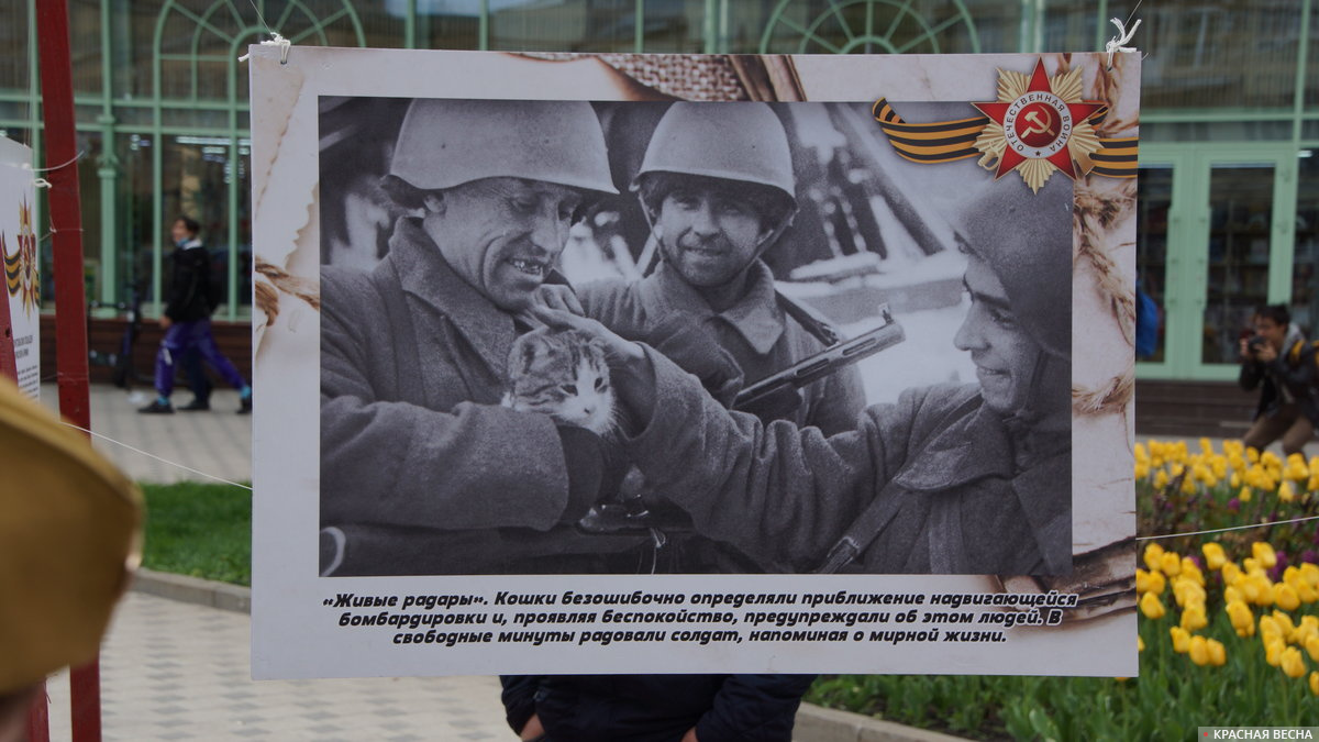 Выставка «Солдаты наши меньшие». Воронеж, 9 мая 2021 года