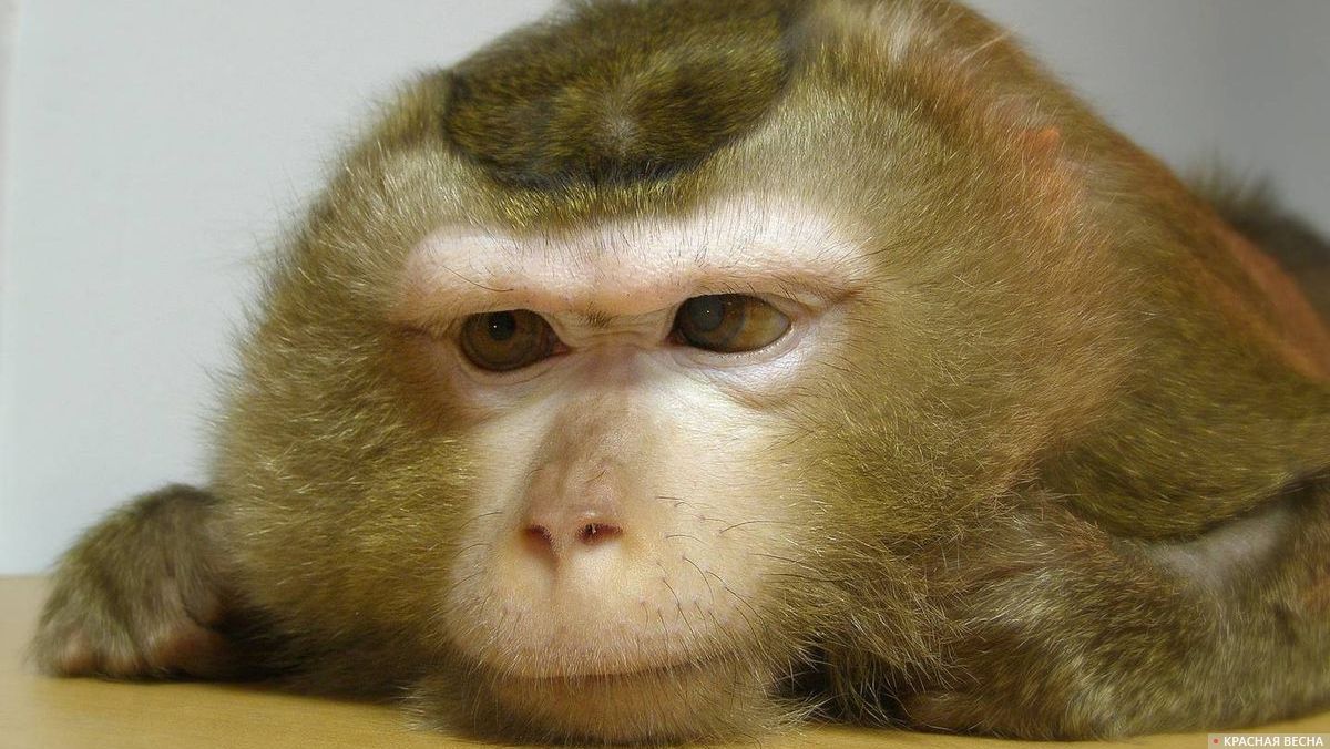 Желтая обезьяна фото