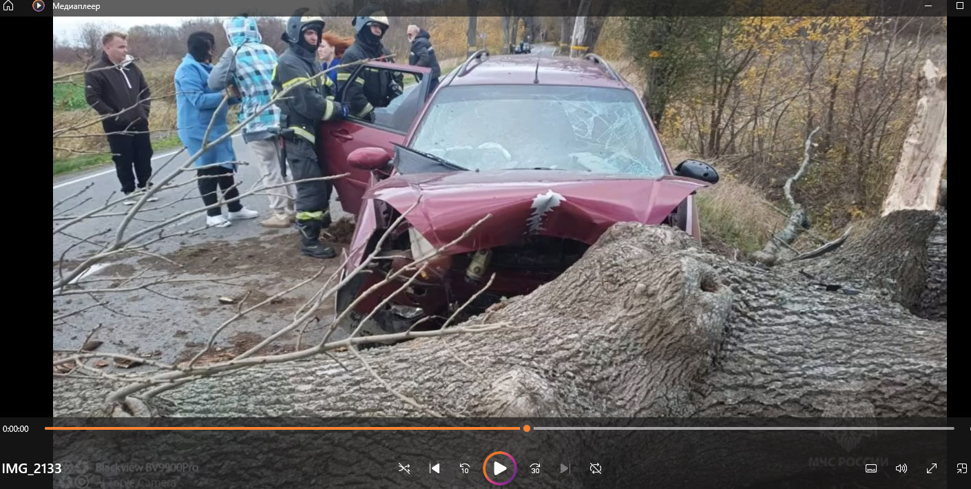 В Калининградской области в поваленное ветром дерево врезался автомобиль