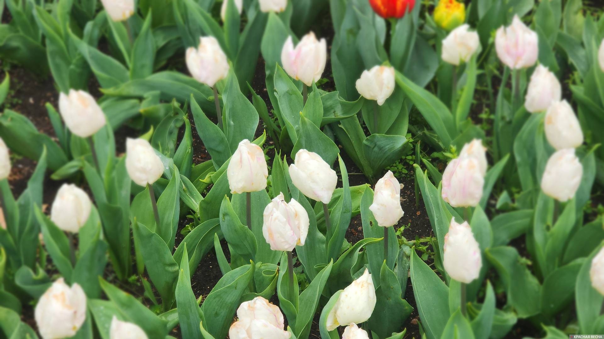 Тюльпаны в Севастополе 