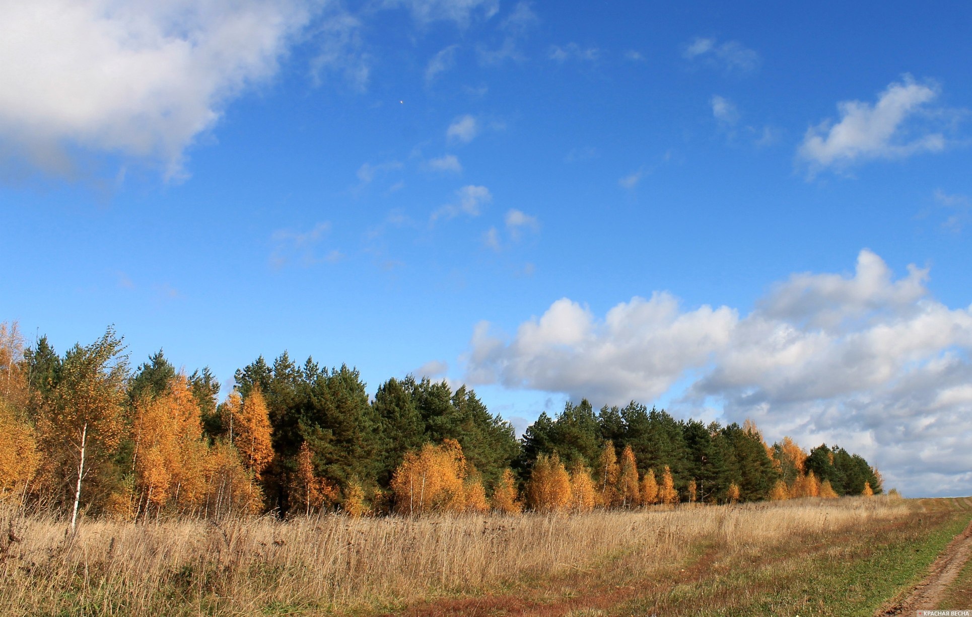 Смоленская область. Осень в лесах