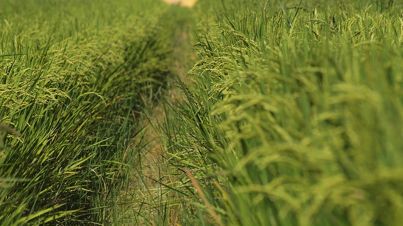 Рисовое поле. Фото: (сс) coniferconifer, flickr.com