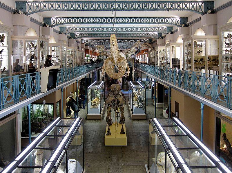 Lille museum histoire naturelle