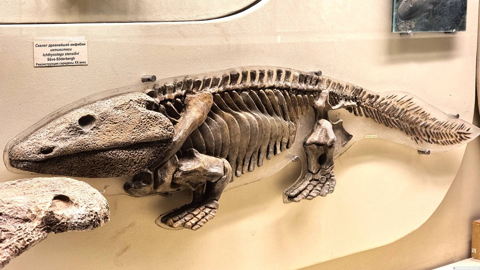 Ископаемый скелет пресмыкающегося. Музей палеонтологии им. Орлова