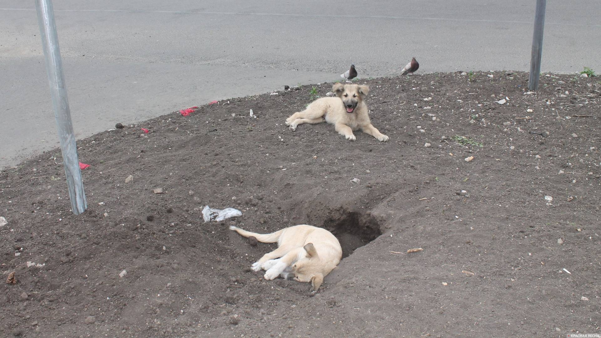 Собаки отдыхают. Мариуполь. ДНР. Россия