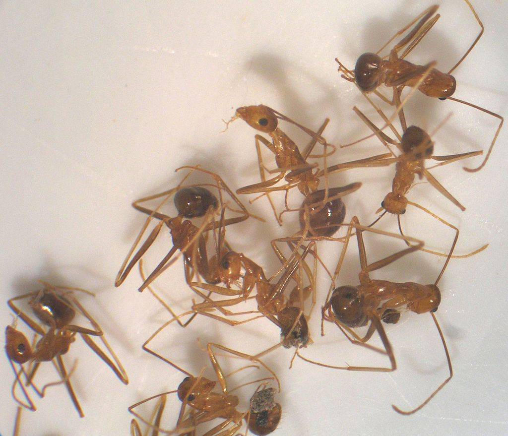 Желтые сумасшедшие муравьи Anoplolepis gracilipes
