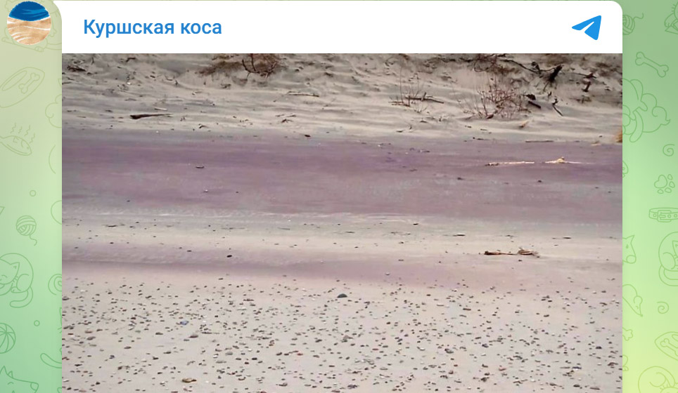 Пляж Куршской косы благодаря зернам альмандина окрасился в розовый цвет