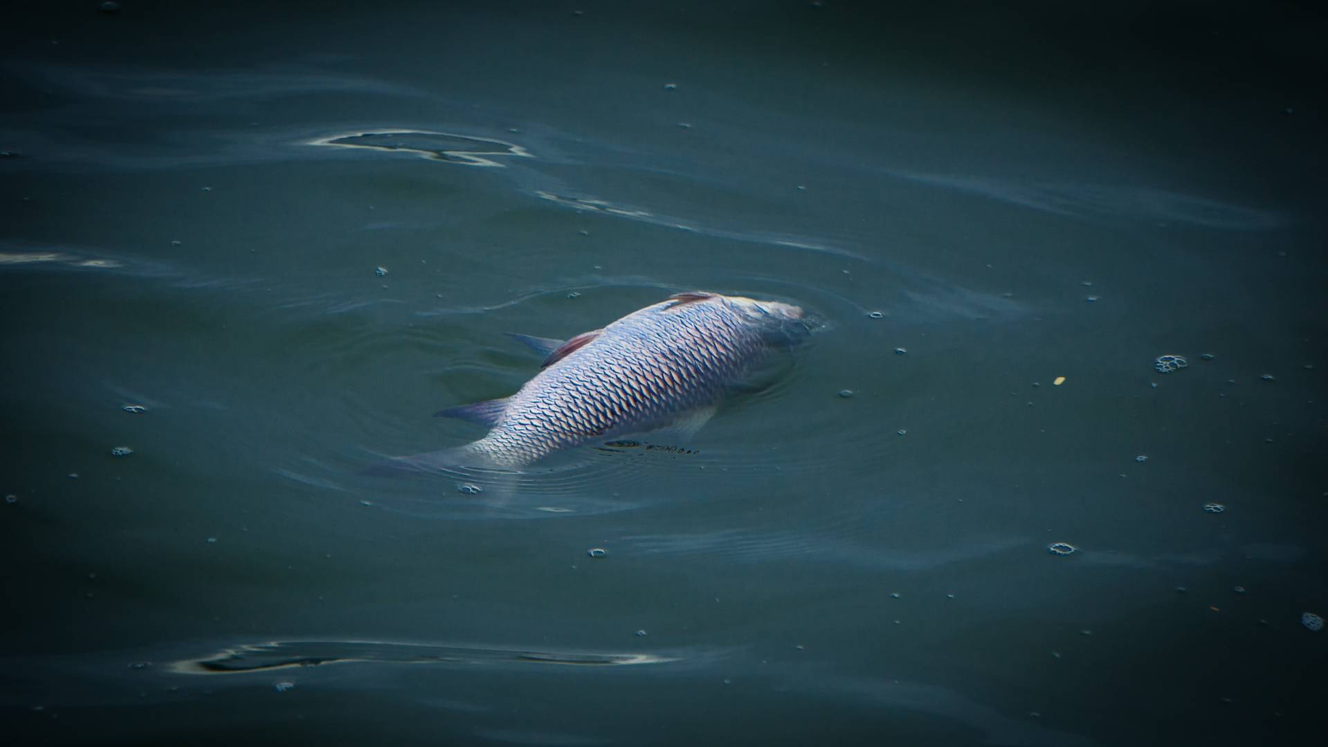Мертвая рыба