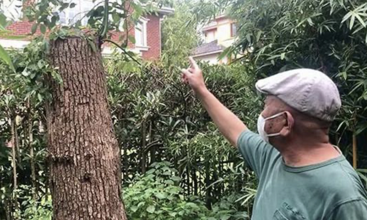 Житель Шанхая с обрезанным деревом