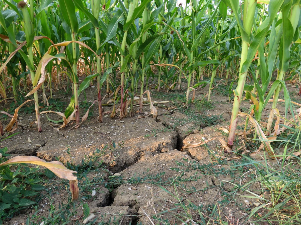 Кукуруза на сухой почве