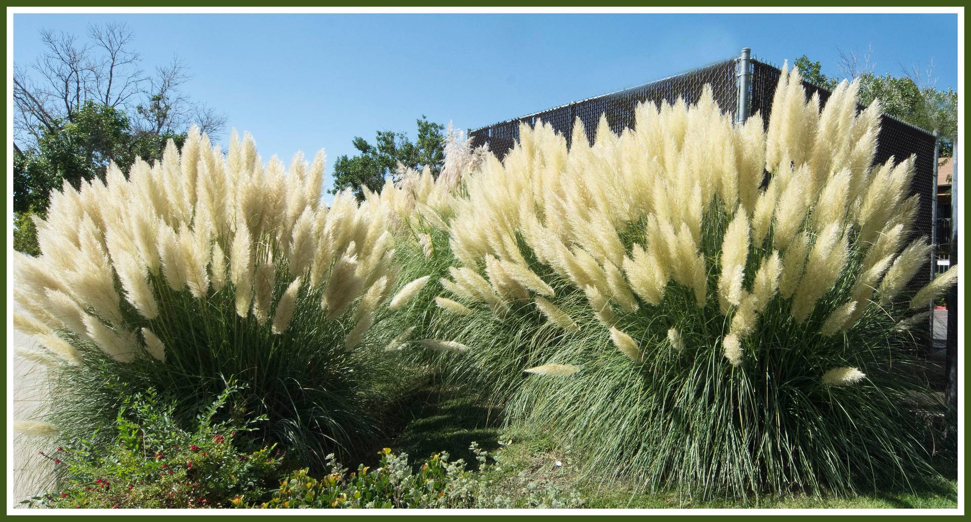 Cortaderia selloana (пампасная трава)