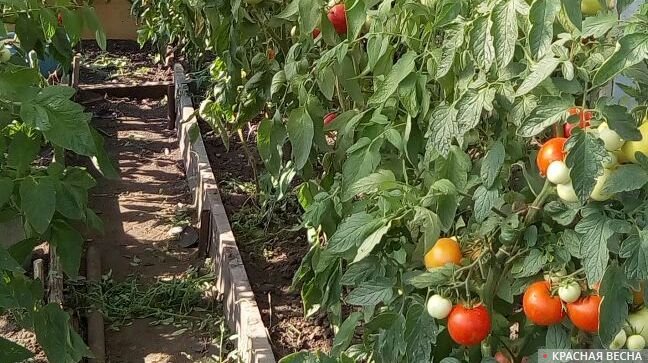 Туркмения наращивает экспорт помидоров в Россию и догоняет Узбекистан
