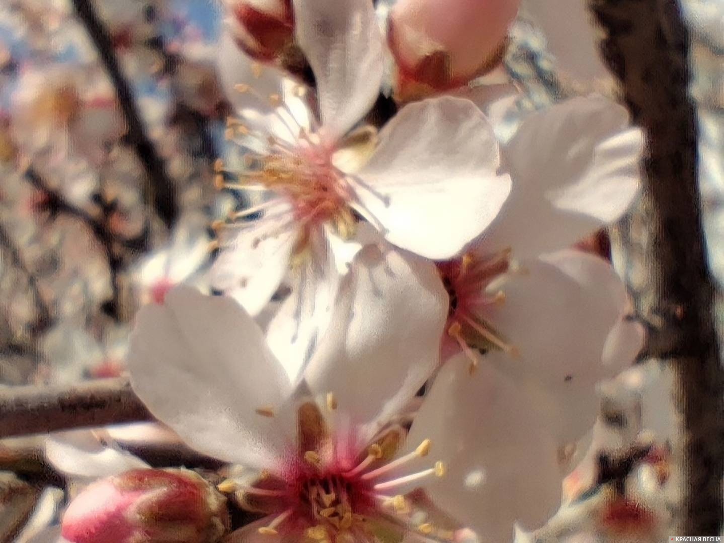 Миндаль в цвету