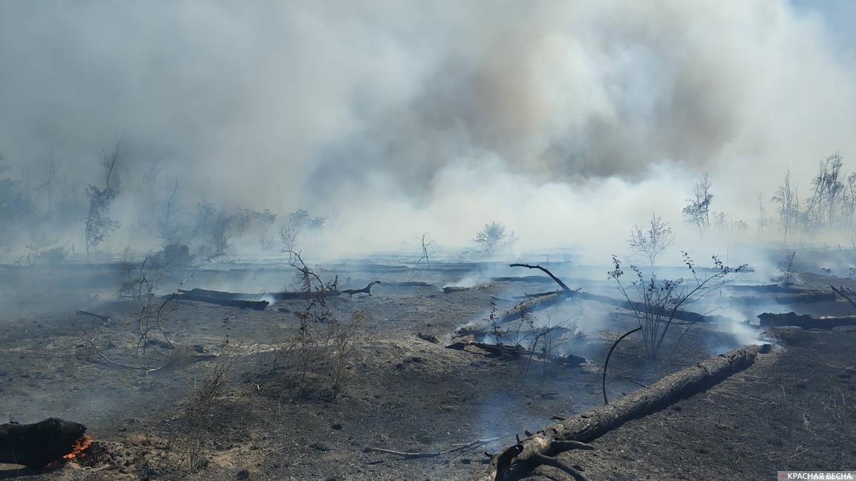 Соболезнования в связи с лесными пожарами выразил Токаеву Бердымухамедов