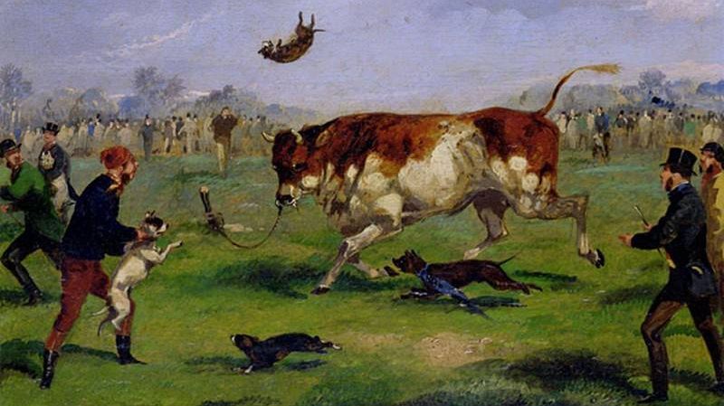 Сэмюэл Генри Алкен. Травля быка. 1894