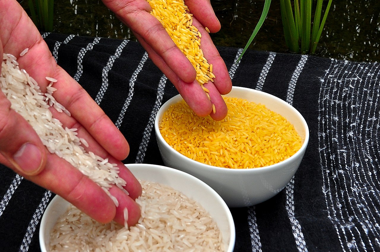 Золотой и обычный рис