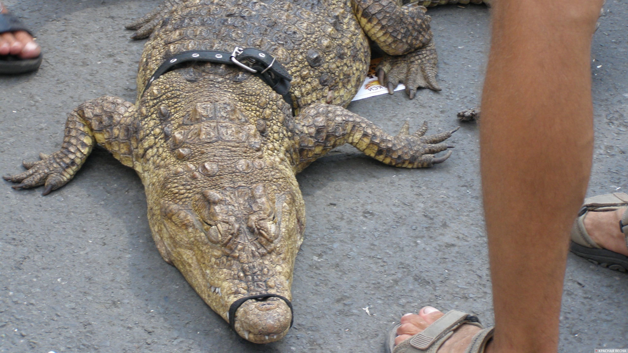 Крокодил на поводке и со связанной пастью