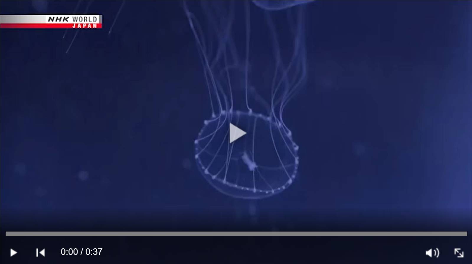 Цитата из видео «New kind of jellyfish» телеканала NHK