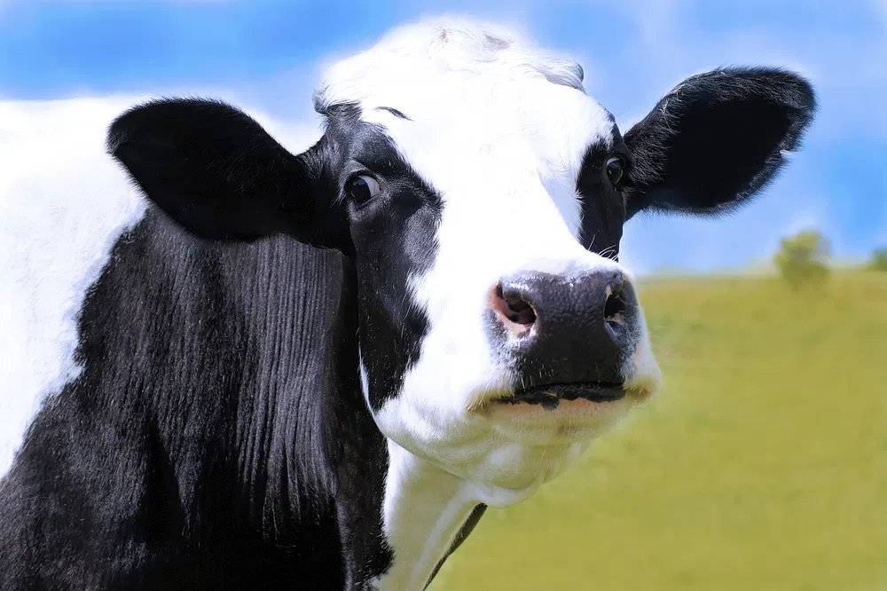 Корова голштинской породы