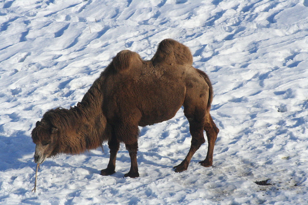 Верблюд идет по снегу